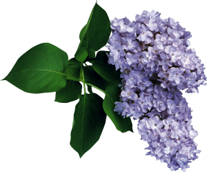 Lilac PNG-85155